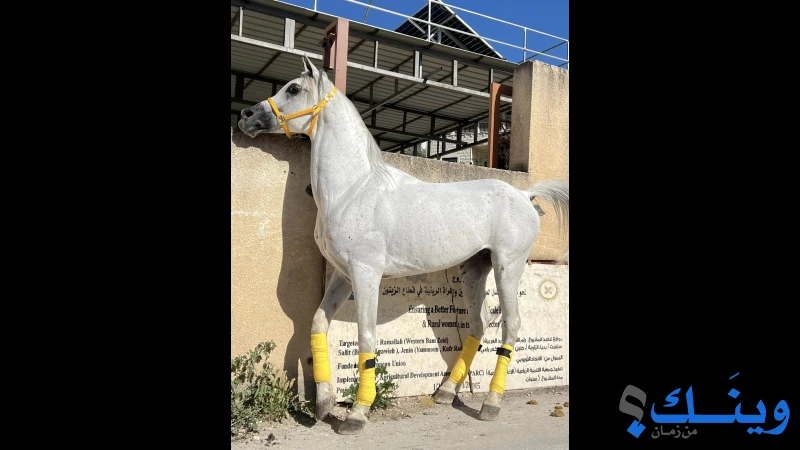 حصان عربي