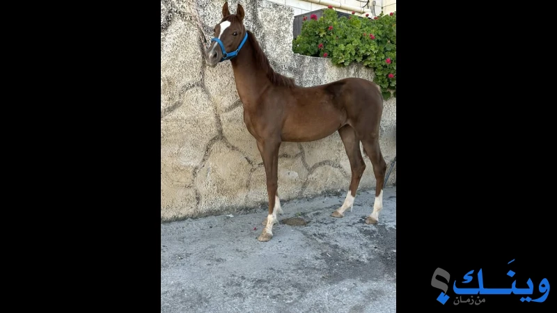 مهرة عربية