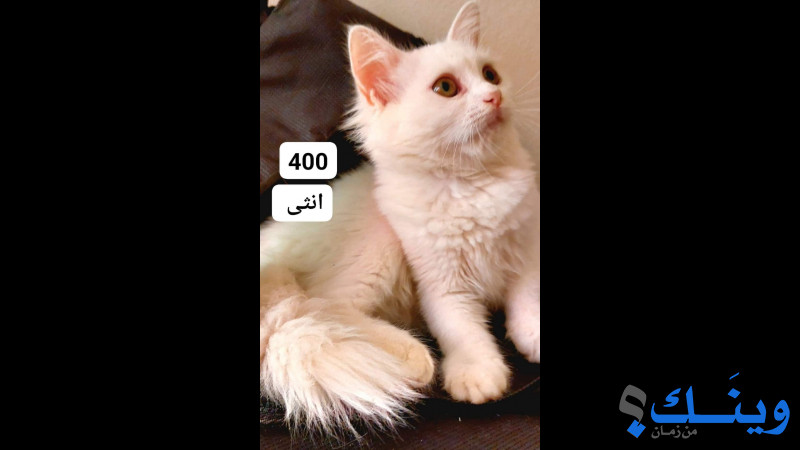 قطة