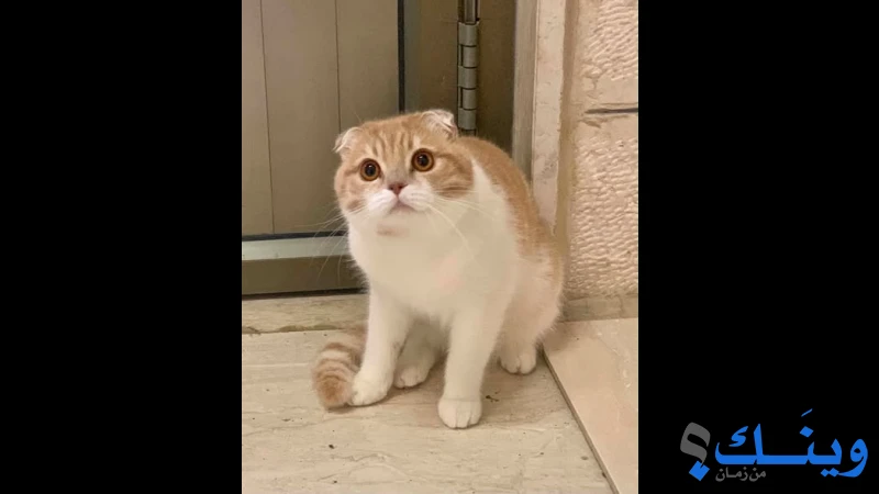 قطط سكوتش فولد