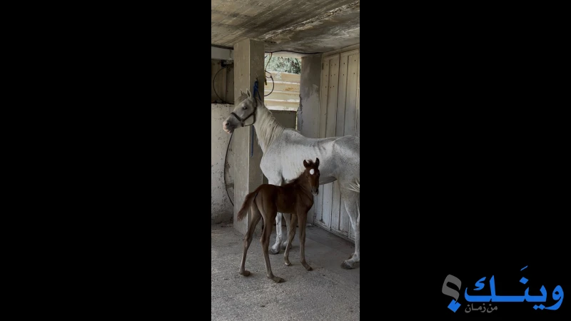 فرس مع إبنها