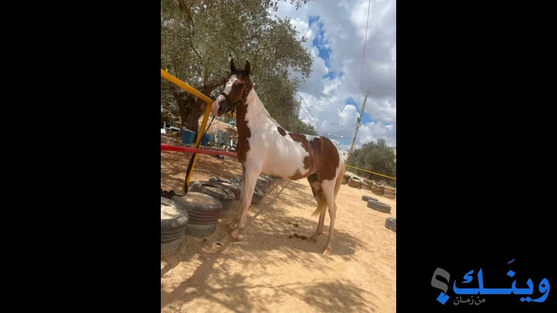 مهرة
