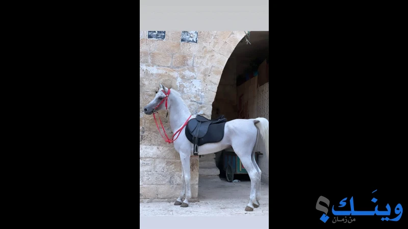 حصان عربي