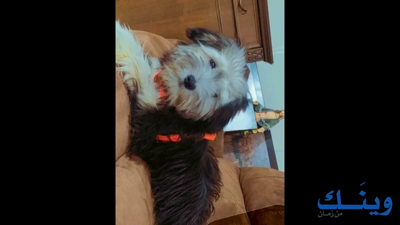 كلب Maltese/chiwawa