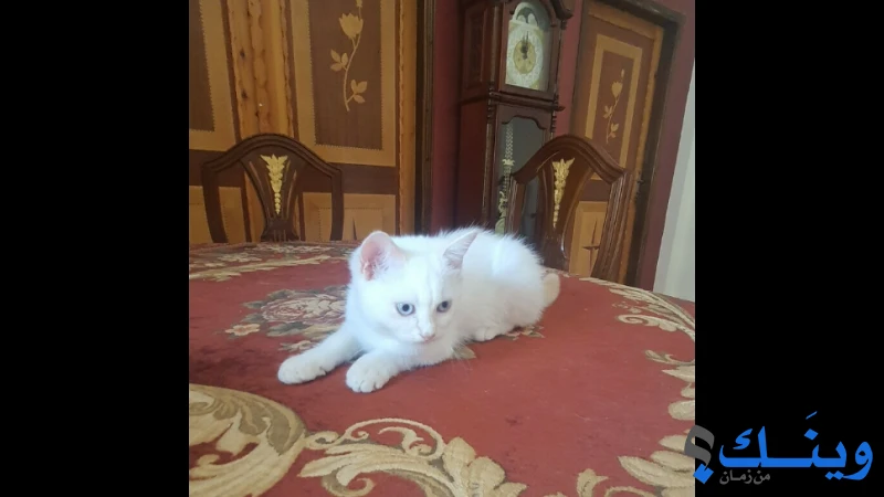 قطط للبيع
