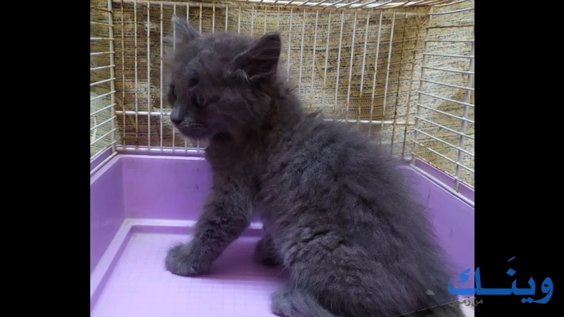 قط من فصيلة Nebelung للبيع