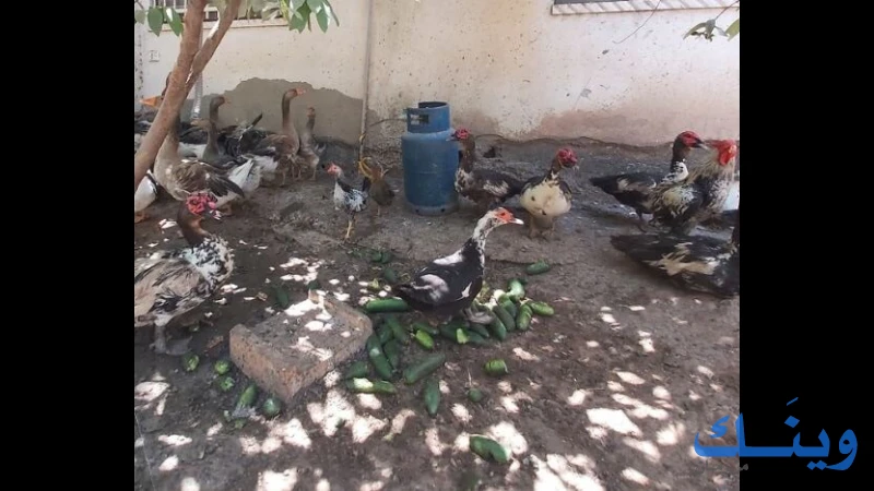 جاج, وز, بط