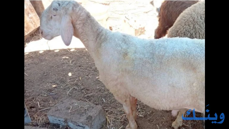 خروف