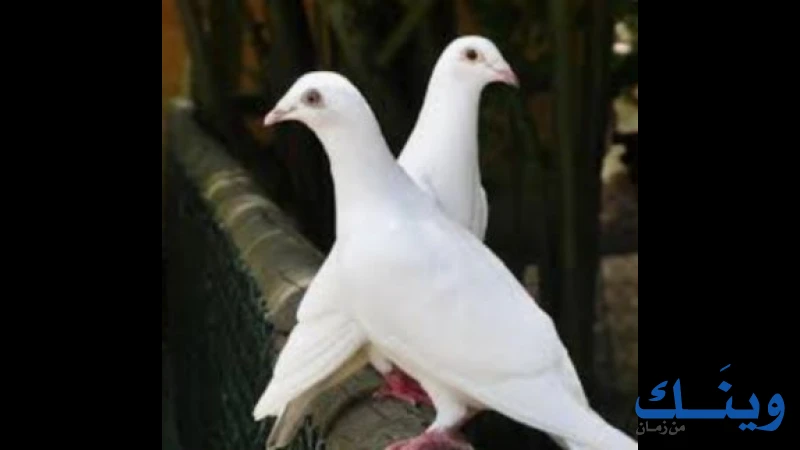 حمامات