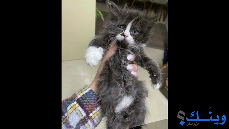 قطة شيرازي