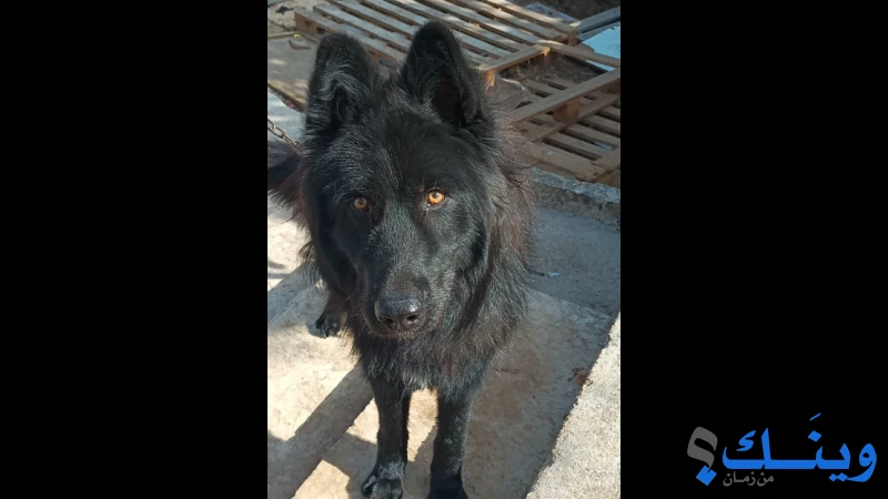 كلب German Shepherd