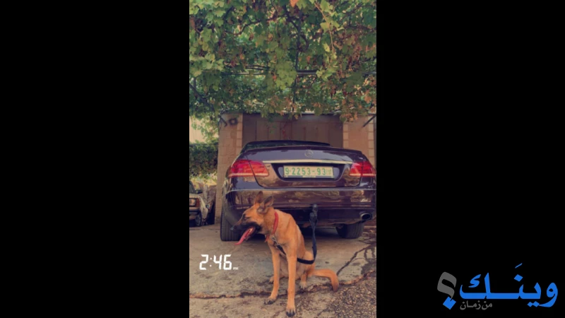 كلب بلجيكي