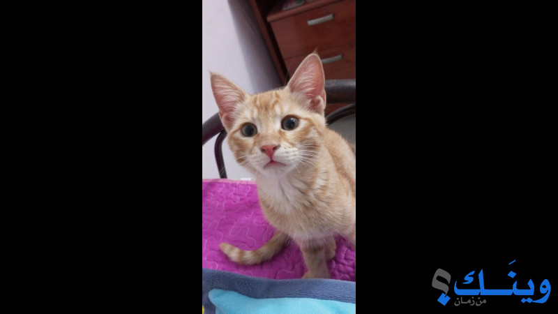 مشمش