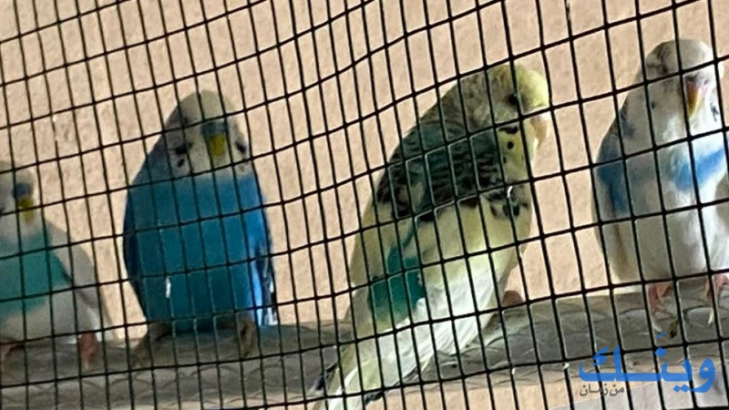 طيور للبيع