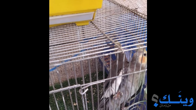 جوز ببغاء كوكتيل