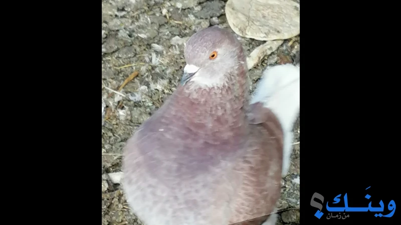 ٩ ازواج حمام كنج