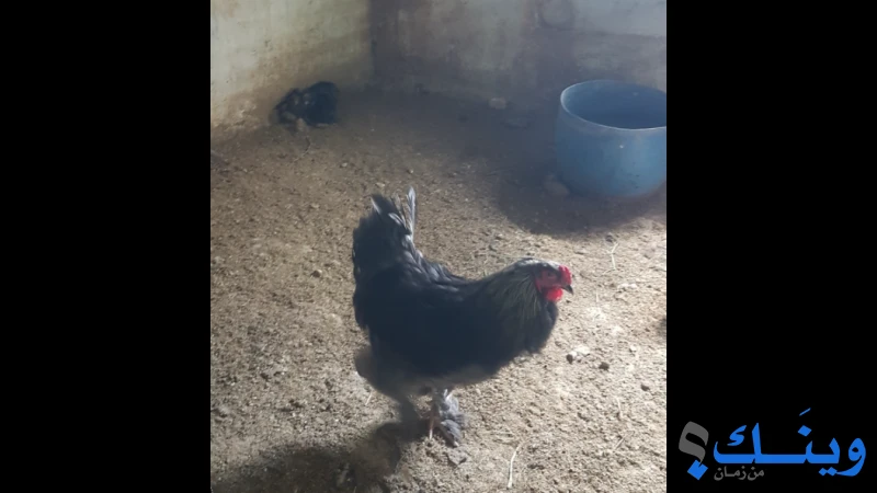 ديك براهما نخب
