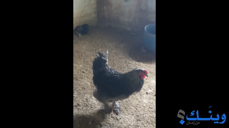 ديك براهما نخب