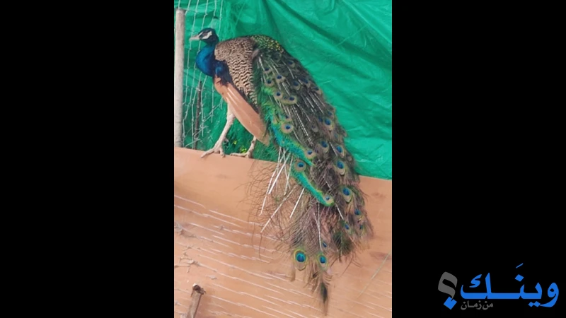 طاووس
