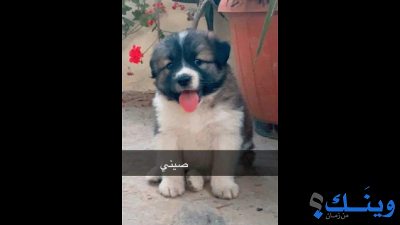 كلب هسكي