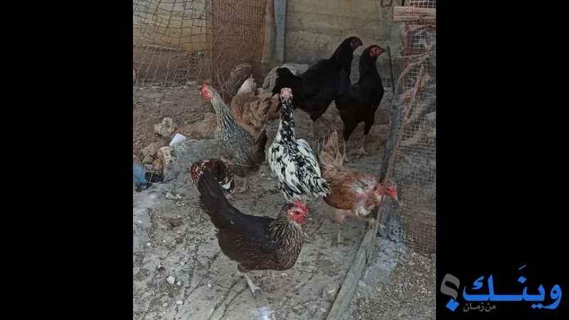طيور للبيع