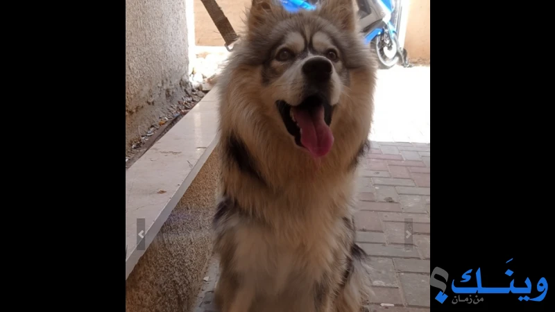 هاسكي