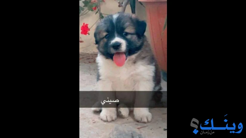 كلب هسكي ع اكتا