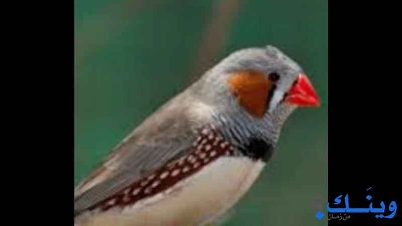 طائر الفنك