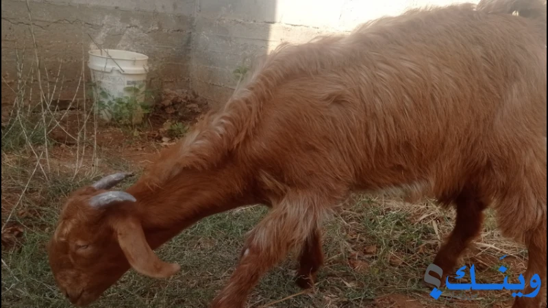 خروف سخل 4شهور