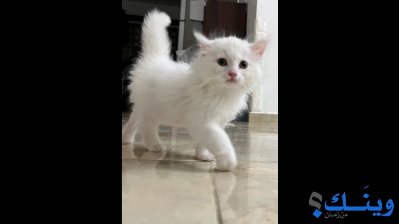 قط شيرازي