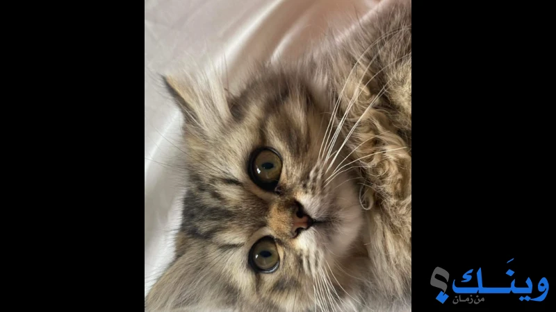 قطط لبيع
