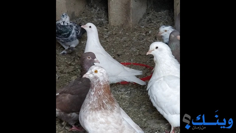 خمسة جواز حمام مصري حجم سوبر