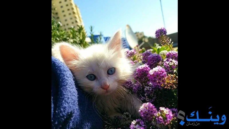 قطط انجورا