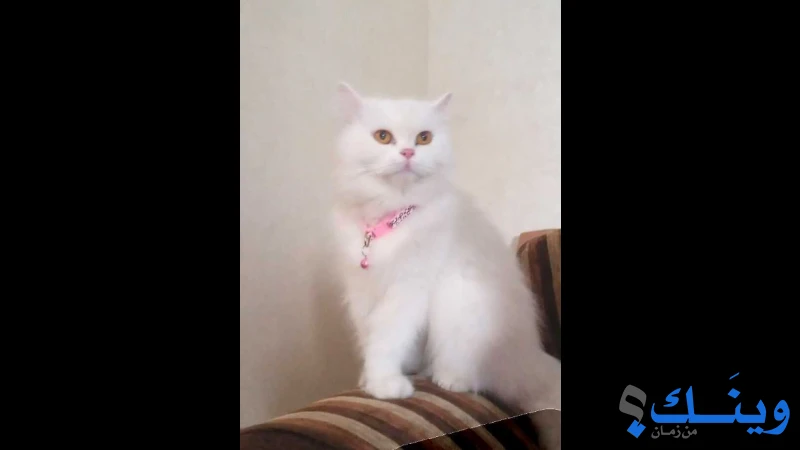 قطة