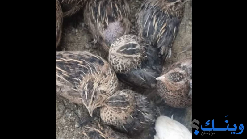 صيصان بلدي و12 جوز وفر