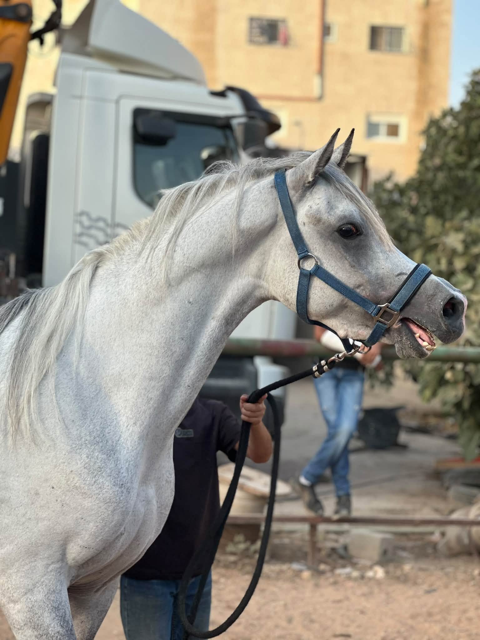حصان