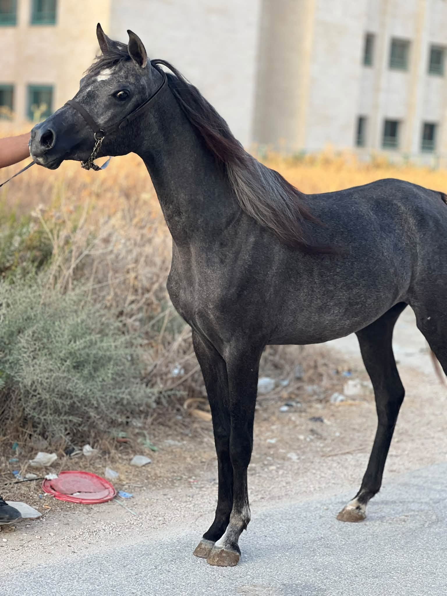 مهرة