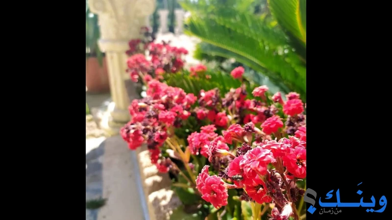 مشتل فتحي ابو طه