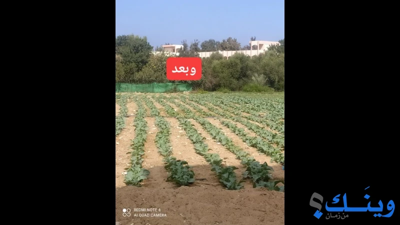 ايمن صالح حمادة