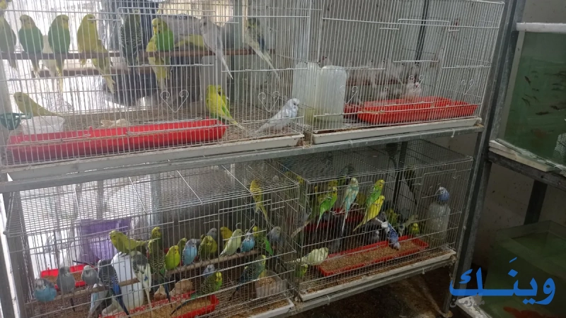 طيور السلام