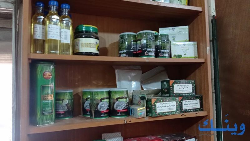 النورس