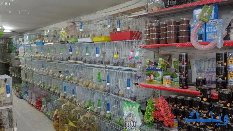 عش الطيور