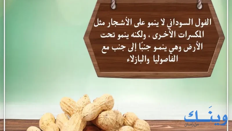 محمص قهوه ولهوة