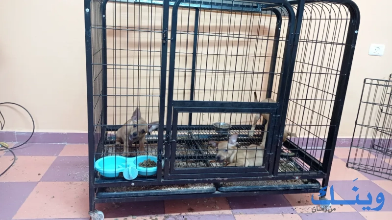 Marlo pet store