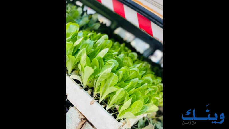 محلات العبد القاروط