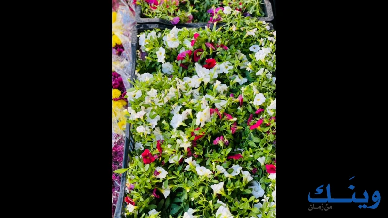محلات العبد القاروط