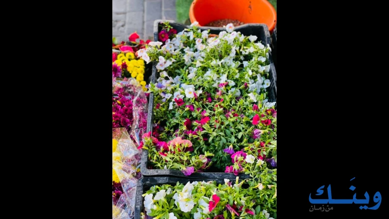 محلات العبد القاروط
