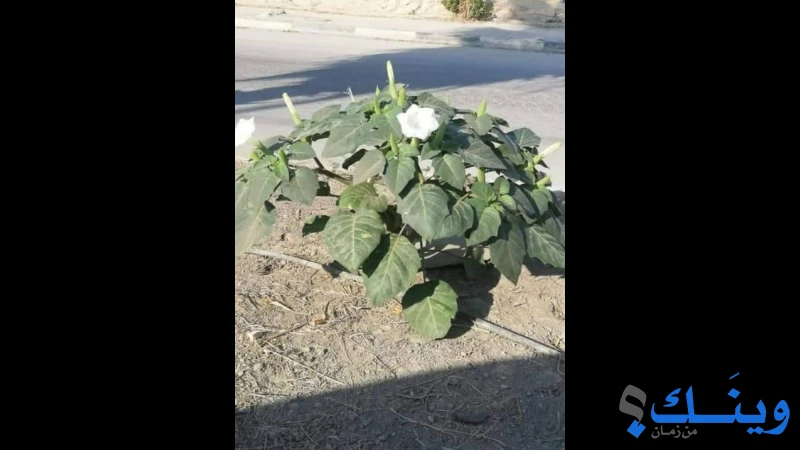 محلات الحزيبي للتطوير الزراعي