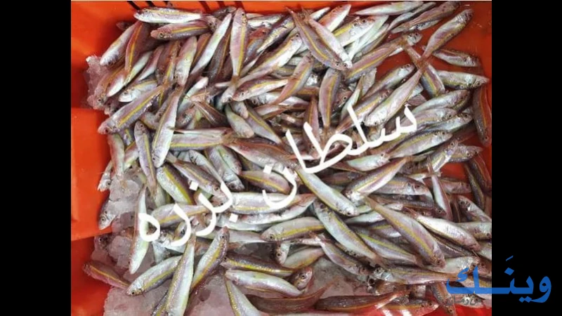 مسمكة بور سعيد
