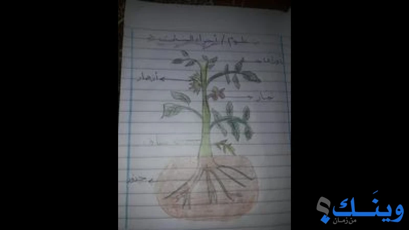 مدرسة الفخاري الابتدائية المشتركة ( أ )